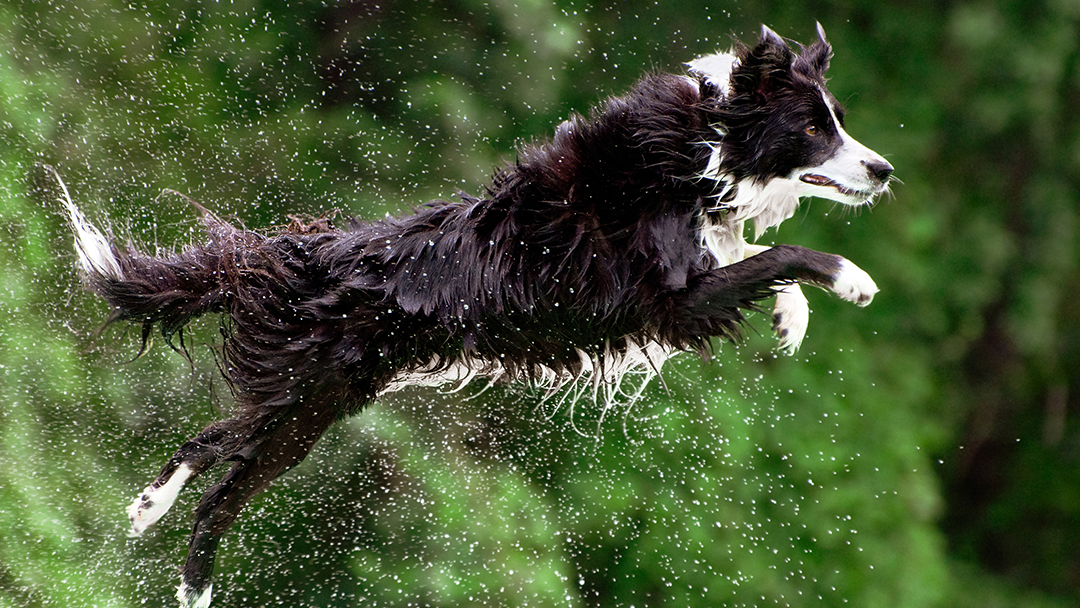 Amazon Animal Clinic — photo