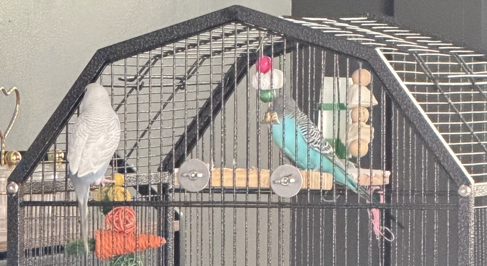 Amir's Exotics Pet Shop — photo