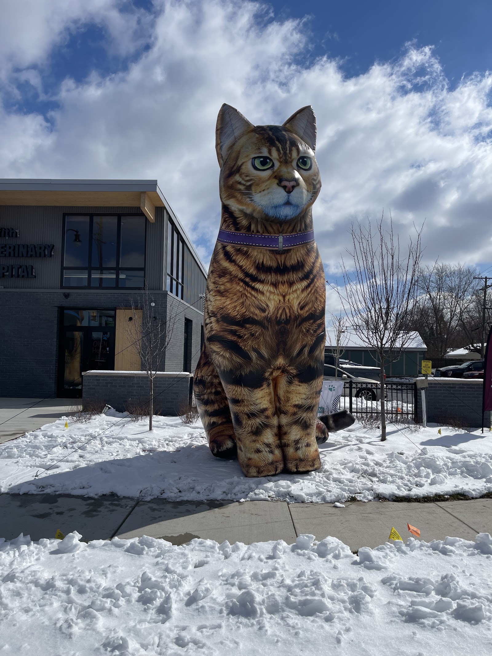 Griffith Veterinary Hospital in Westland