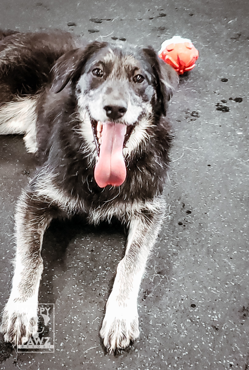 Happy Pawz Resort in Westland