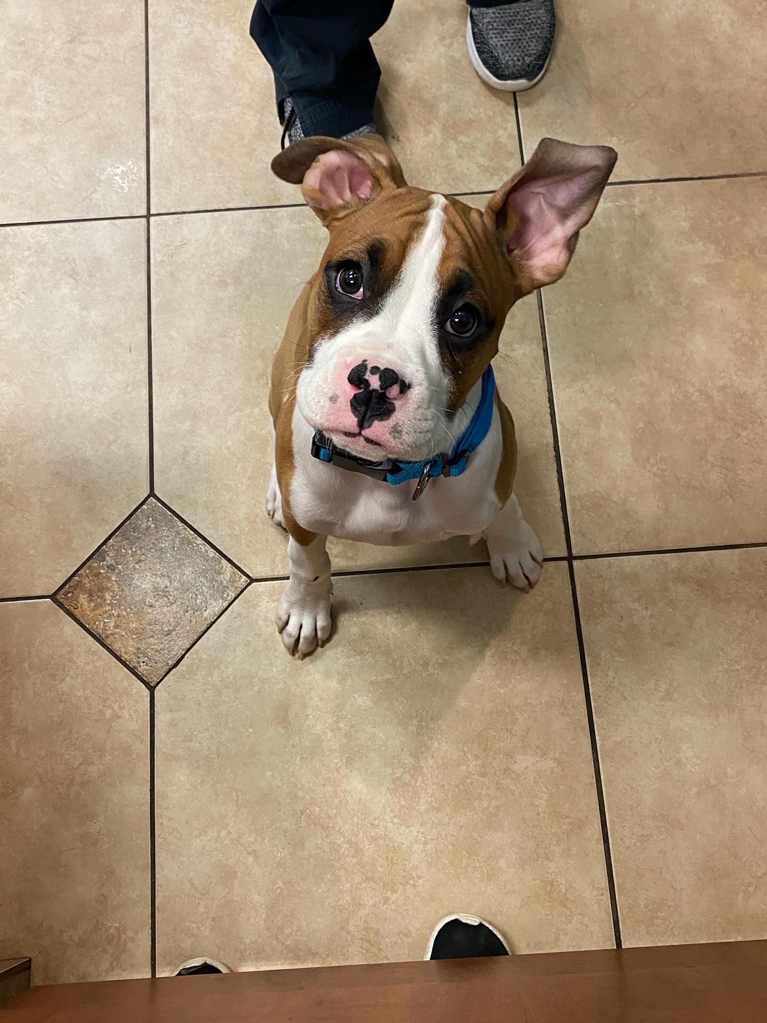 Healthy Paws Veterinary Medical Center in Westland