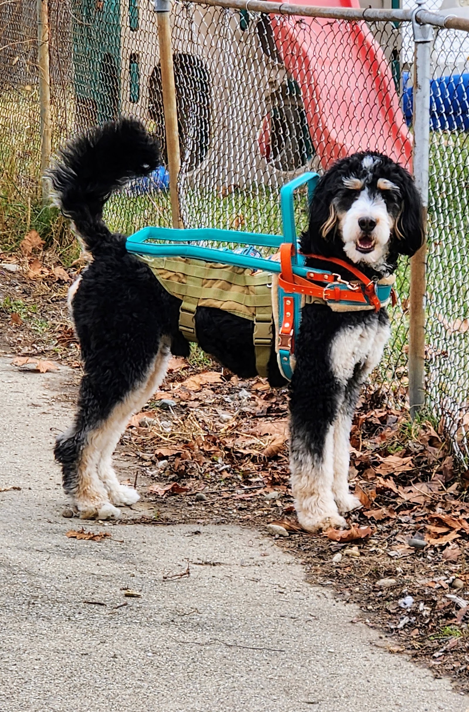 Kit N Kapoodle LLC in Westland