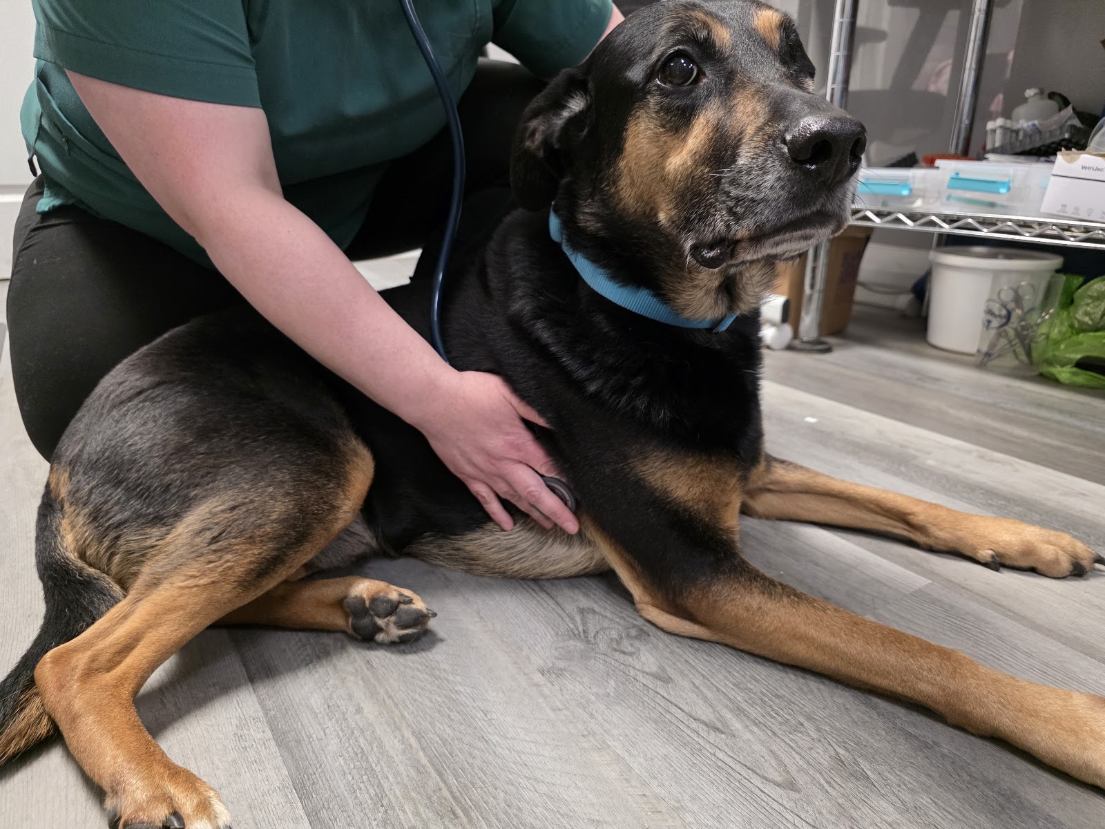 Legacy Pet Care — photo