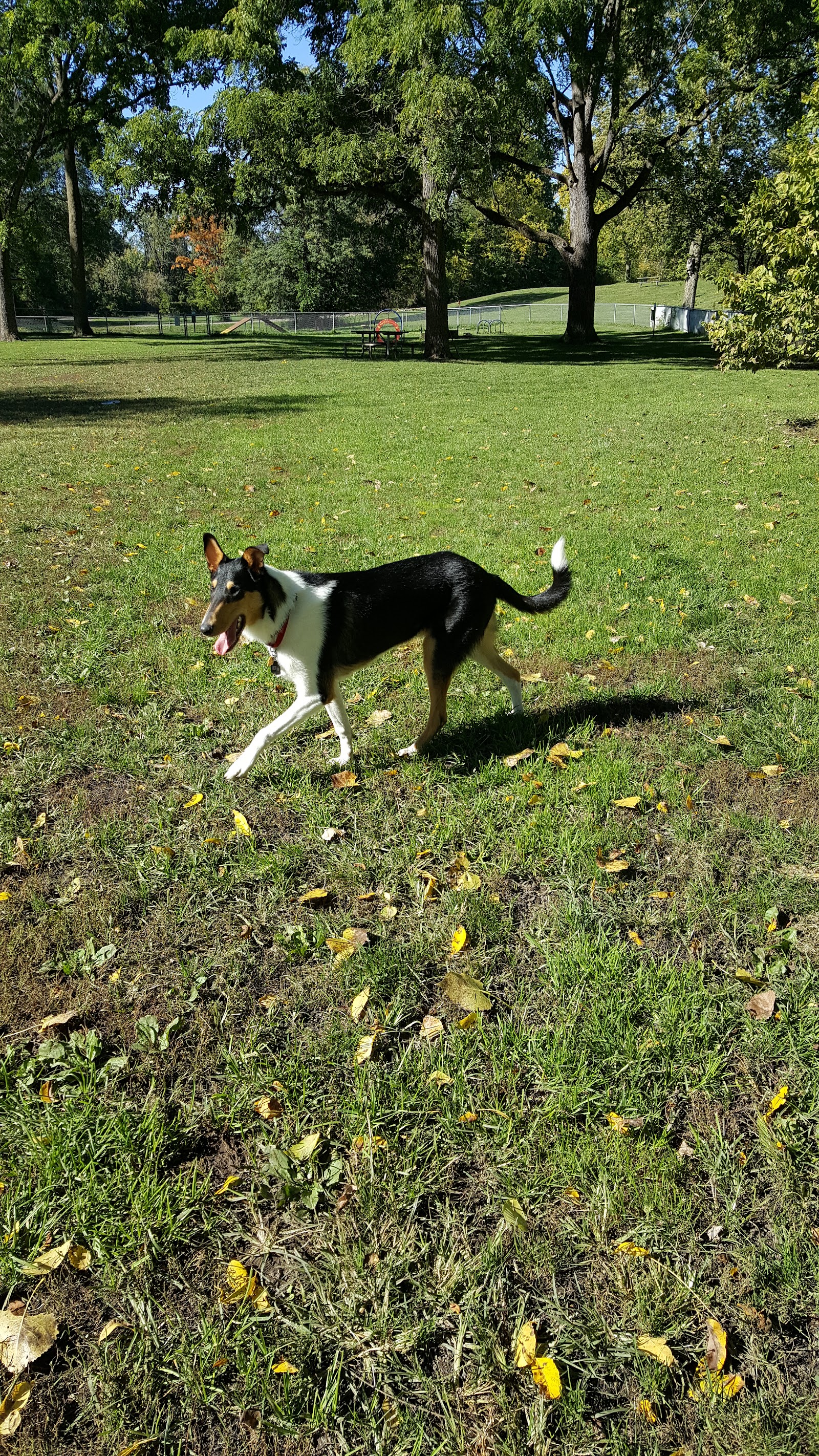Wayne County Dog Park in Westland