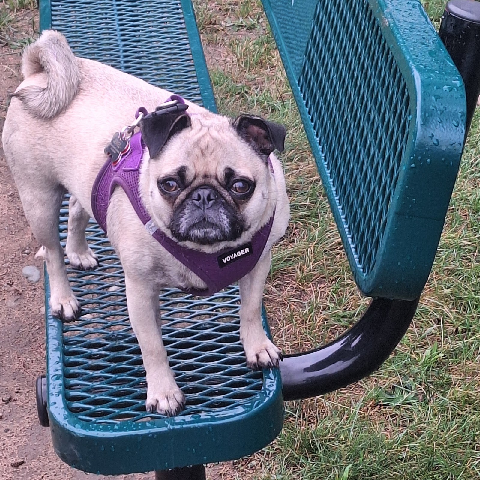Westland Rotary Canine Corral in
